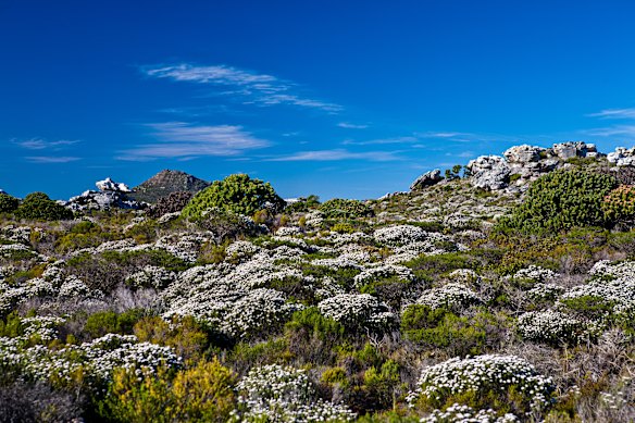 The UNESCO-listed Cape Floral Kingdom isn’t just the smallest, but also the richest of the world’s six floral kingdoms.