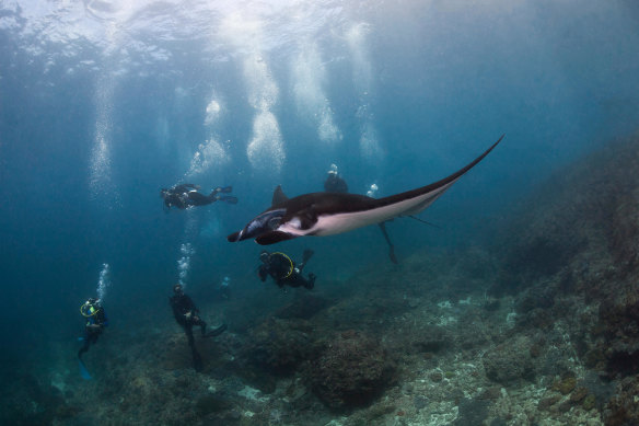 Get up close with manta rays.