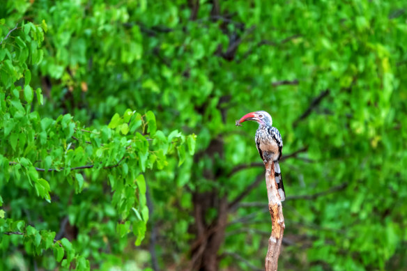 A red-billed hornbill holding an insect in his beak  in Mosi-Oa-Tunya  National Park.
