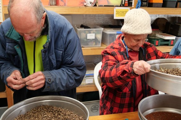 Friends of The Prom volunteers undertake seed extraction and testing at their nursery at Tidal River.

