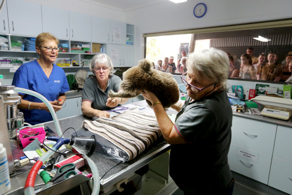 Clinical director Cheyne Flanagan, Judy Brady and Sheila Bailey treating a rescued koala for burns at the Port Macquarie Koala Hospital in November.