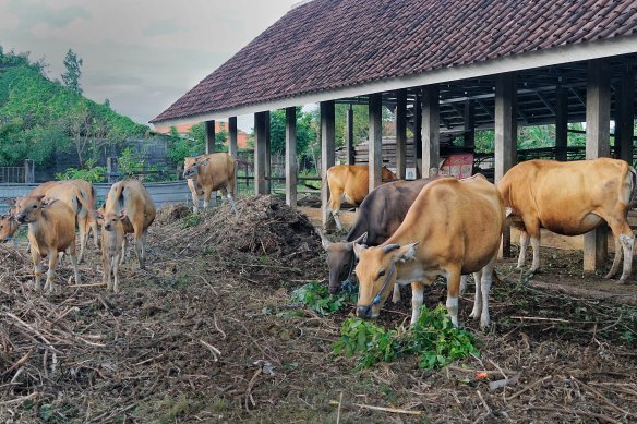 Bali cows at Sada Sari Cow Farm, Kubu Anyar Village - Kuta - during foot and mouth outbreak in Bali