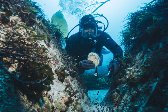 You could be an abalone diver ... or a zoologist. 