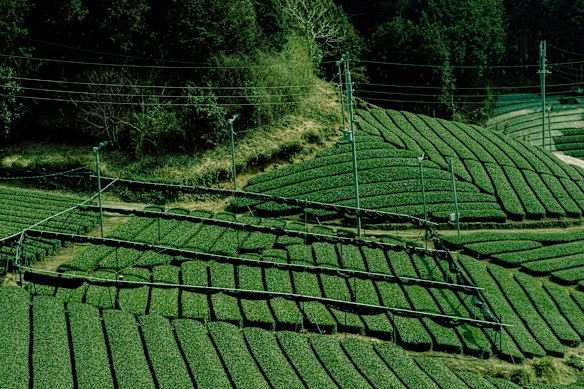 A tea plantation in Uji, near Kyoto, which is renowned for growing matcha.