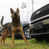 ‘On the nose’: US sniffer dogs sidelined when pot legalised