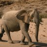 Star Minerals hopes its Cobra uranium project in the Erongo region will become another project like those before it which have made Namibia serious “elephant country” for uranium.