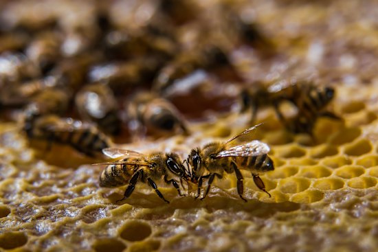 Ligurian bees are considered passive and high-yielding; in the 1880s, Kangaroo Island was declared the world’s first sanctuary for them.