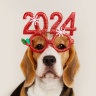 New year, new dog: in 2024, I’m taking the lead