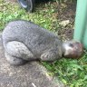 Possum gets itself into sticky situation after head stuck in jam jar