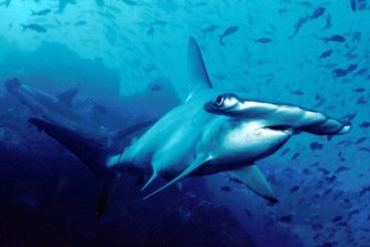 The endangered scalloped hammerhead's fins are particularly valuable.