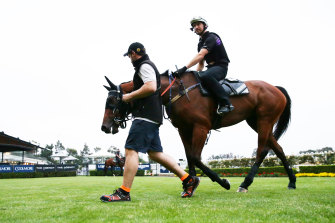 arcadia cox verry elleegant bullish trackwork paraded