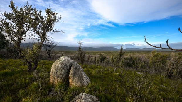 Native heath lands like this one are home to critically endangered species like the eastern bristlebird. 