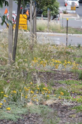 The biodiversity planting site in Arden Street, North Melbourne, two years after planting