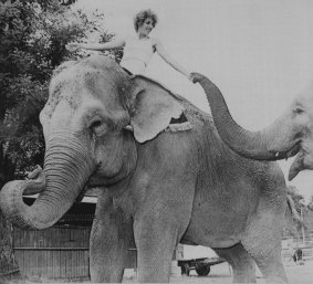 “Circus clown Debbie Wirth riding the elephant that killed her.”  December 1, 1983
