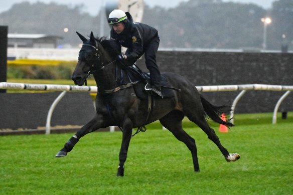 Verry Elleegant finished last of seven runners in her European debut at Deauville, a French seaside resort town in Normandy.