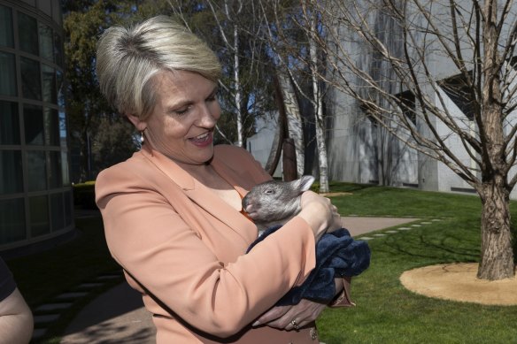 Environment Minister Tanya Plibersek holds a wombat during a Threatened Species Day in September.