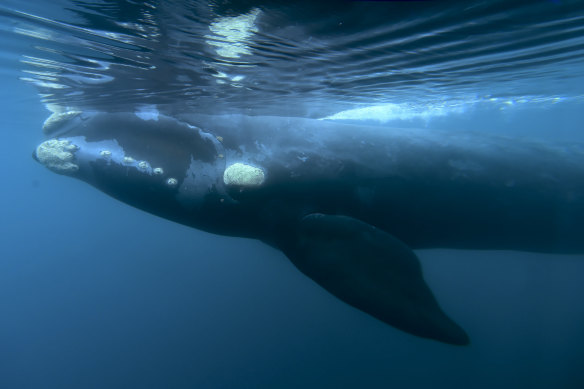 A southern right whale.