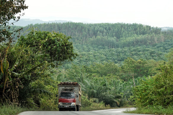 The terrain earmarked for Indonesia's new capital is a patchwork of jungle, forest and plantations.