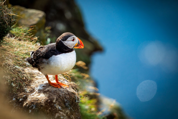 An Atlantic puffin – some of the UK’s largest seabird colonies gather here.