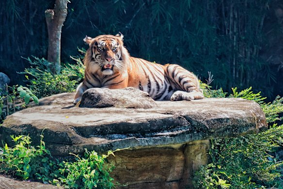 Um tigre de Sumatra lesionado capturou em 2019 e colocado no zoológico de Bandar Lampung. 