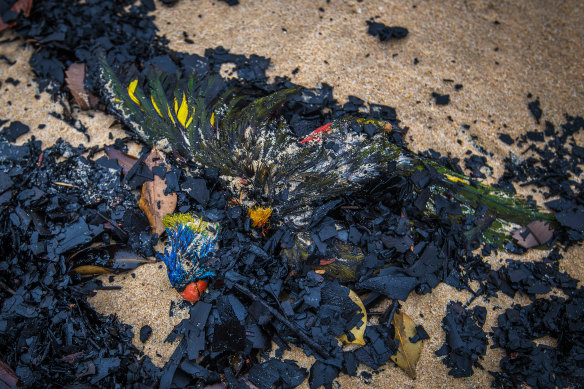 A rainbow lorikeet that died in the fires washed up on Tip Beach just outside Mallacoota