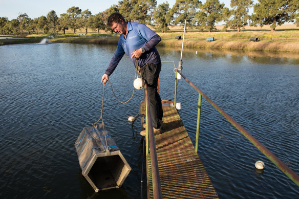 Narrandera Fisheries Centre hatchery manager Matt McLellan lowers a breeding box into a pond at the centre where Murray cod are being bred to be released back into the NSW river system when conditions are right.