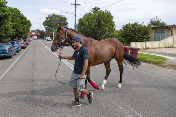 Sejardan stays in his routine with an afternoon walk around the Warwick Farm streets before Saturday’s Golden Slipper.