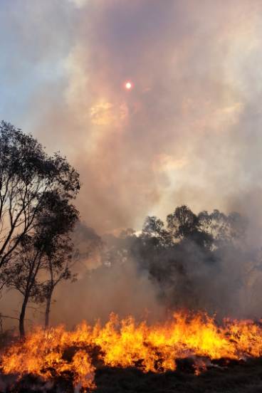 African lovegrass fire in winter. The weed extends the fire season.