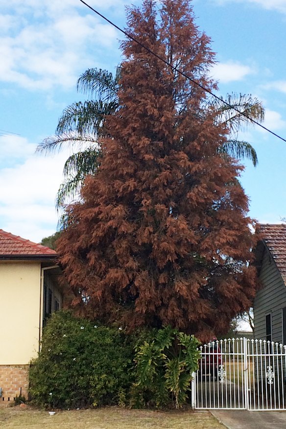 Shallow root structures often leave exotic conifer species more vulnerable to a drought than eucalyptus trees.