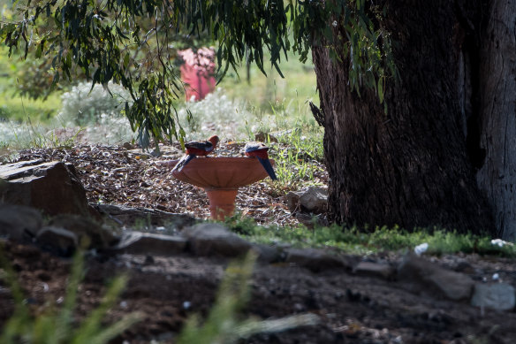 A couple of rosellas drink from Natalie Patrick's bird bath.