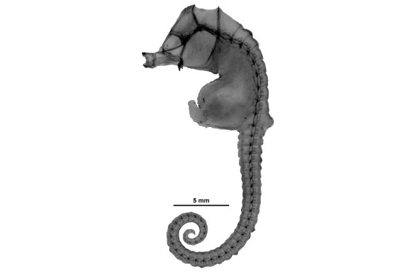 An X-ray of Hippocampus minotaur.