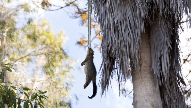 A python pulling a possum up into a tree canopy at Tingalpa.
