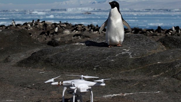 An Adélie penguin found the quadcopter used to count the colony.
