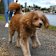 ‘I’ve heard a lot of horror stories’: Why walking your dog could be risking your health