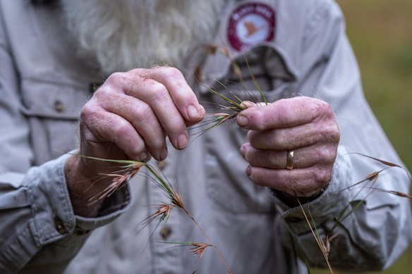 Kangaroo grass, (Themeda Triandra)