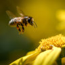Bees stung by genetics as lifespan halves, says study