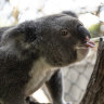 New genetic tools to stop koalas, other species ‘going down the drain’