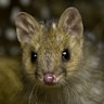 I mentioned quolls. Not one person knew what they were