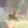 Every Little Thing captures the paradoxical lives of hummingbirds.