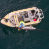 ‘Pointless killing’: Tangled dolphin at Bondi dies days before shark net removal