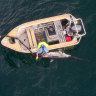 A dolphin trapped in shark nets at Bondi died in the week before nets are due to be removed for the winter season.