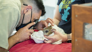 A bandicoot being examined before release.

