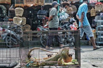 A live lizard is displayed for sale in a cage at the Satria market in Bali, Indonesia.