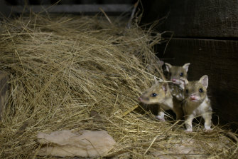 A scene from the ABC documentary, Quoll Farm.