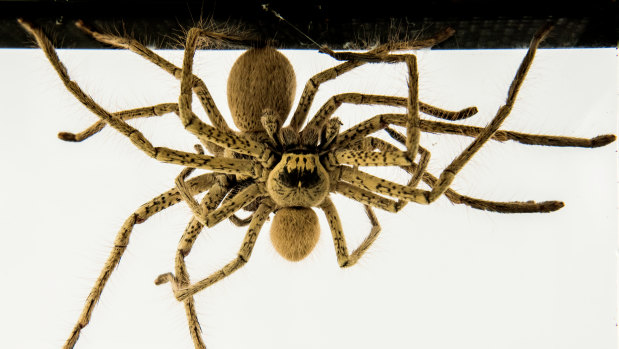 The golden huntsman has a leg span that can be up to 18 centimetres.