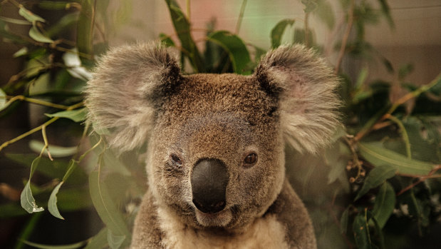 The koala protection laws needed beefing up.