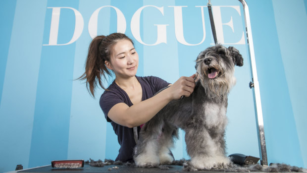 Luxury dog care brand Dogue offer mud baths and aromatherapy for their four-legged "clients".