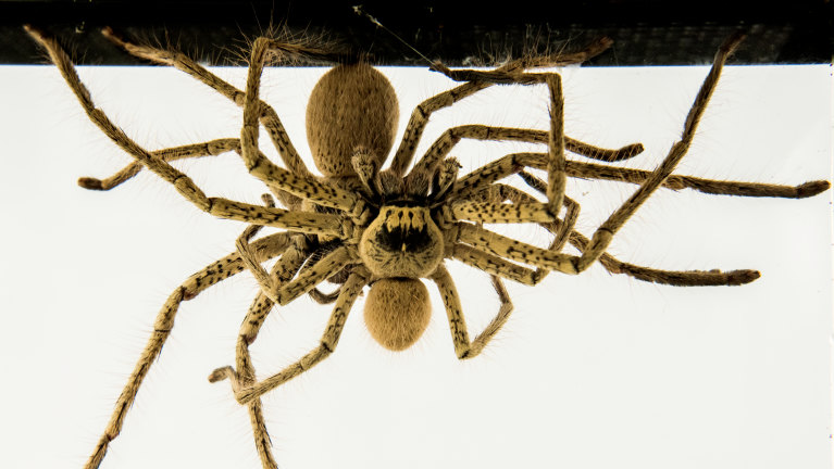 golden huntsman spider