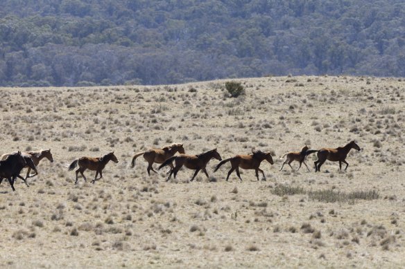 Feral horses at Long Plain earlier this week.