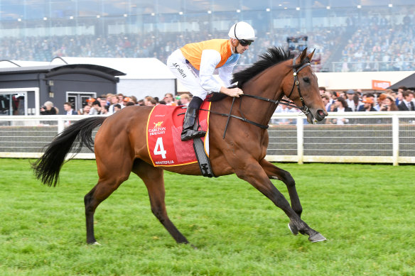 Montefilia en route to the barriers at Caulfield Cup. 